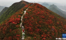 贵州丹寨龙泉山：杜鹃花海景致美